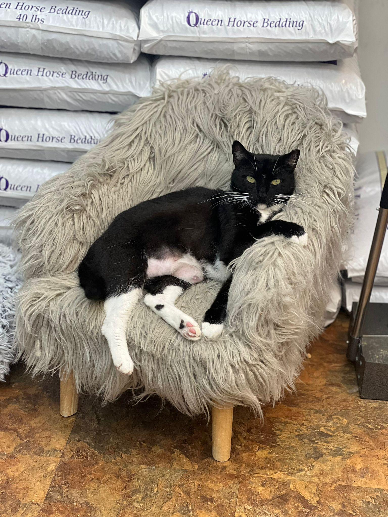 Monse, a Adoptable Tuxedo in Miami Beach, FL image 1/6