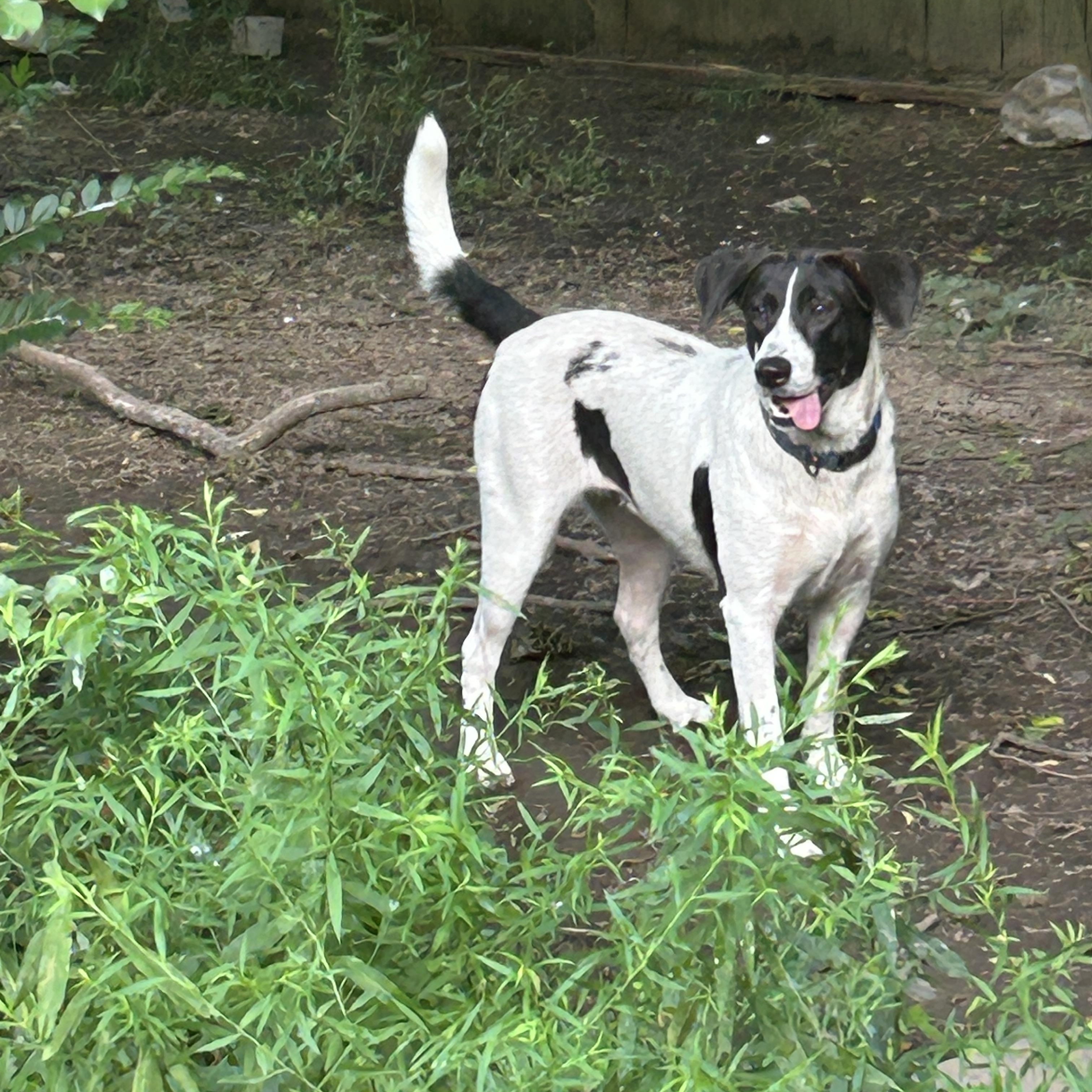 Enlarge Pepper, a Adoptable mixed breed in Cheyenne, WY image 1/4