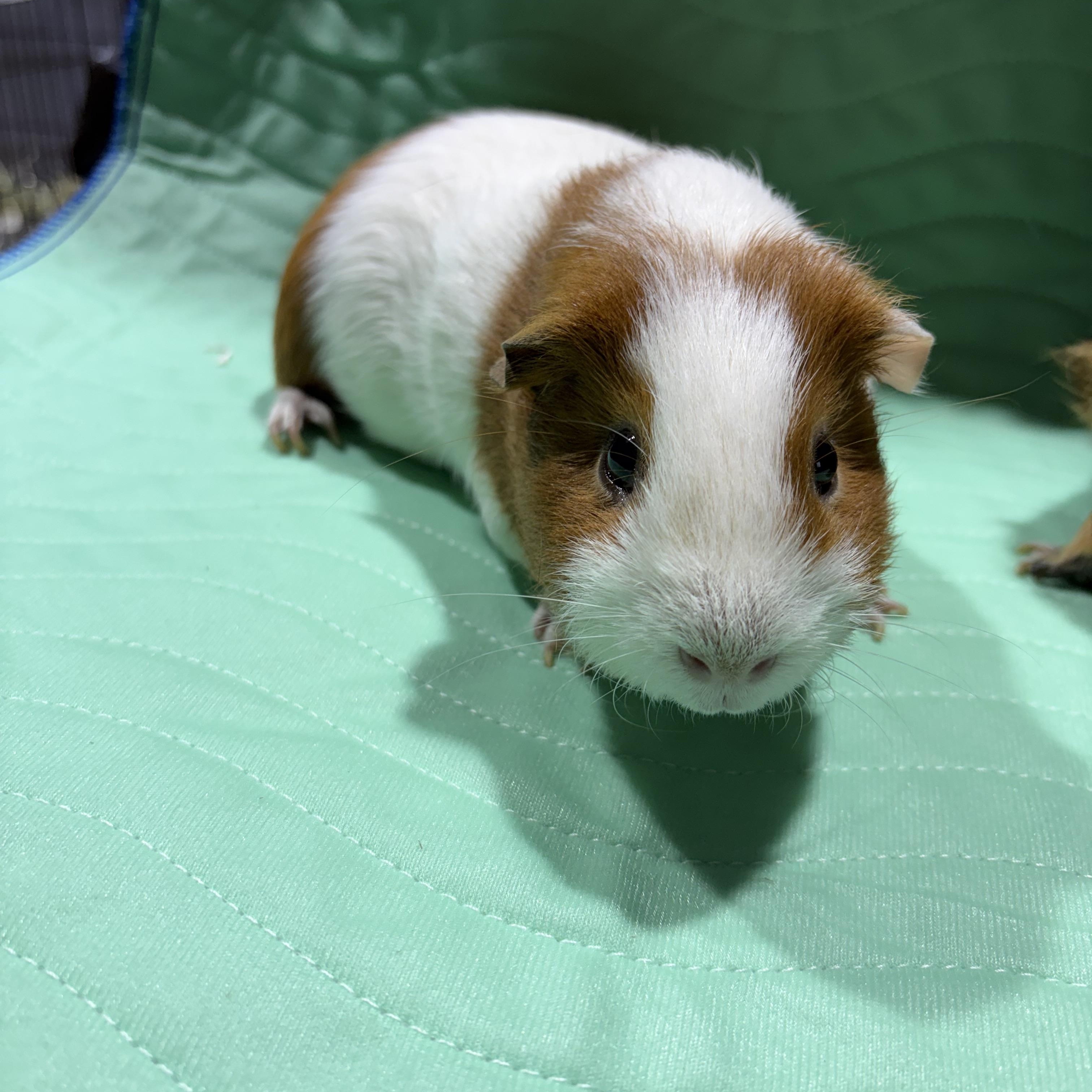 Enlarge Thor, a ADOPTABLE Short-Haired in Howell, NJ image 1/2