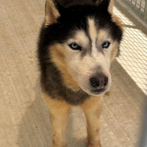 Enlarge Shadow, a Adoptable Siberian Husky in Jackson, LA image 1/4