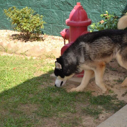 Enlarge Shadow, a Adoptable Siberian Husky in Jackson, LA image 2/4