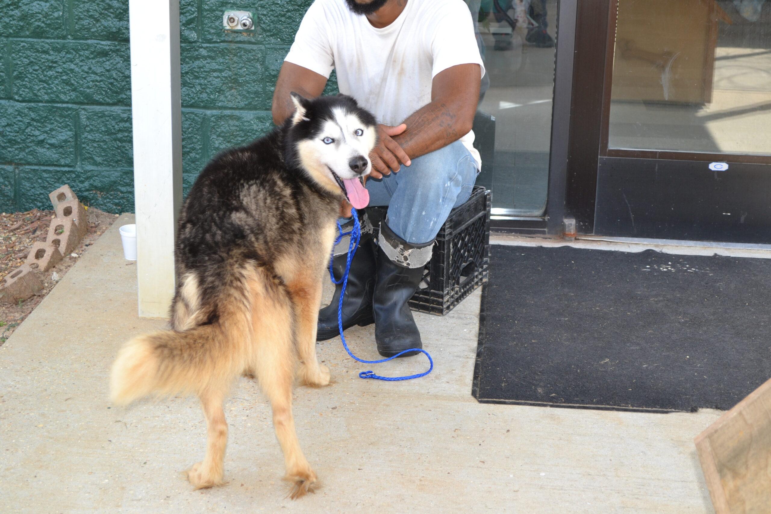 Enlarge Shadow, a Adoptable Siberian Husky in Jackson, LA image 3/4