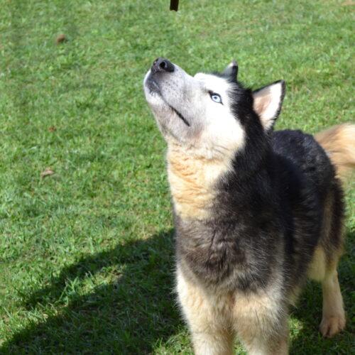 Enlarge Shadow, a Adoptable Siberian Husky in Jackson, LA image 4/4