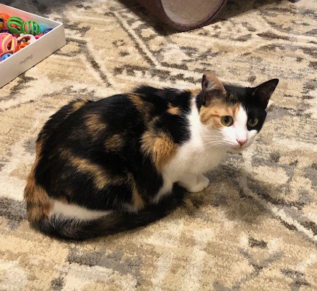Tova, Adoptable, Young Female Calico & American Shorthair.