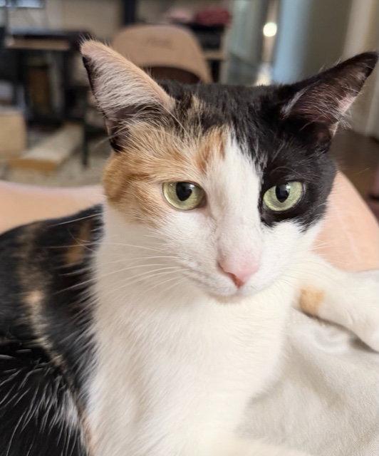 Enlarge Tova, a Adoptable mixed breed in Magnolia Springs, AL image 2/3