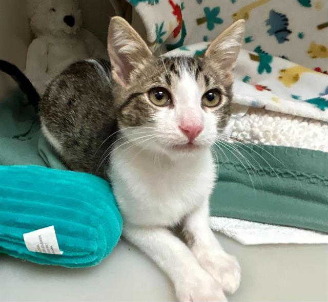 BROWNIE, Adoptable, Kitten Male Domestic Short Hair.