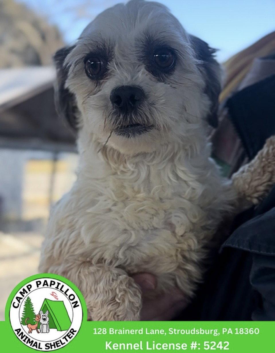 Autum, Adopted, Young Female Shih Tzu.