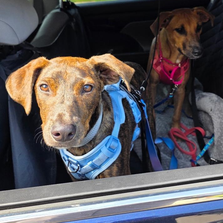Rusty, Adoptable, Puppy Male Mixed Breed.