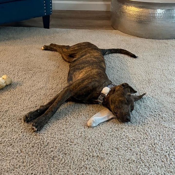 Enlarge Rusty, a Adoptable Mixed Breed in Weymouth, MA image 3/6