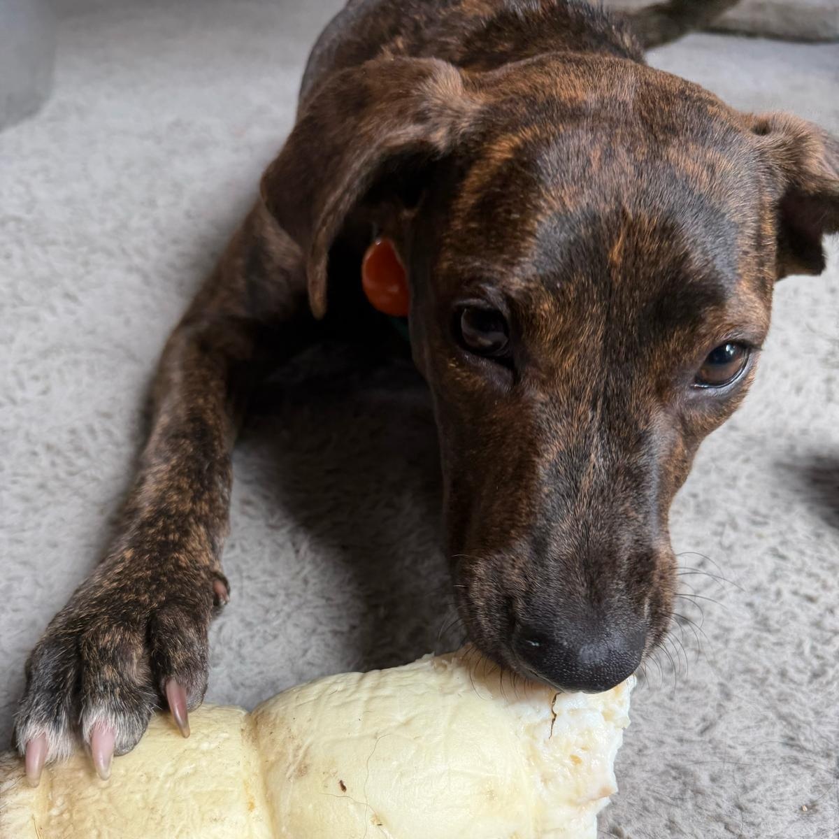 Enlarge Rusty, a Adoptable Mixed Breed in Weymouth, MA image 2/6