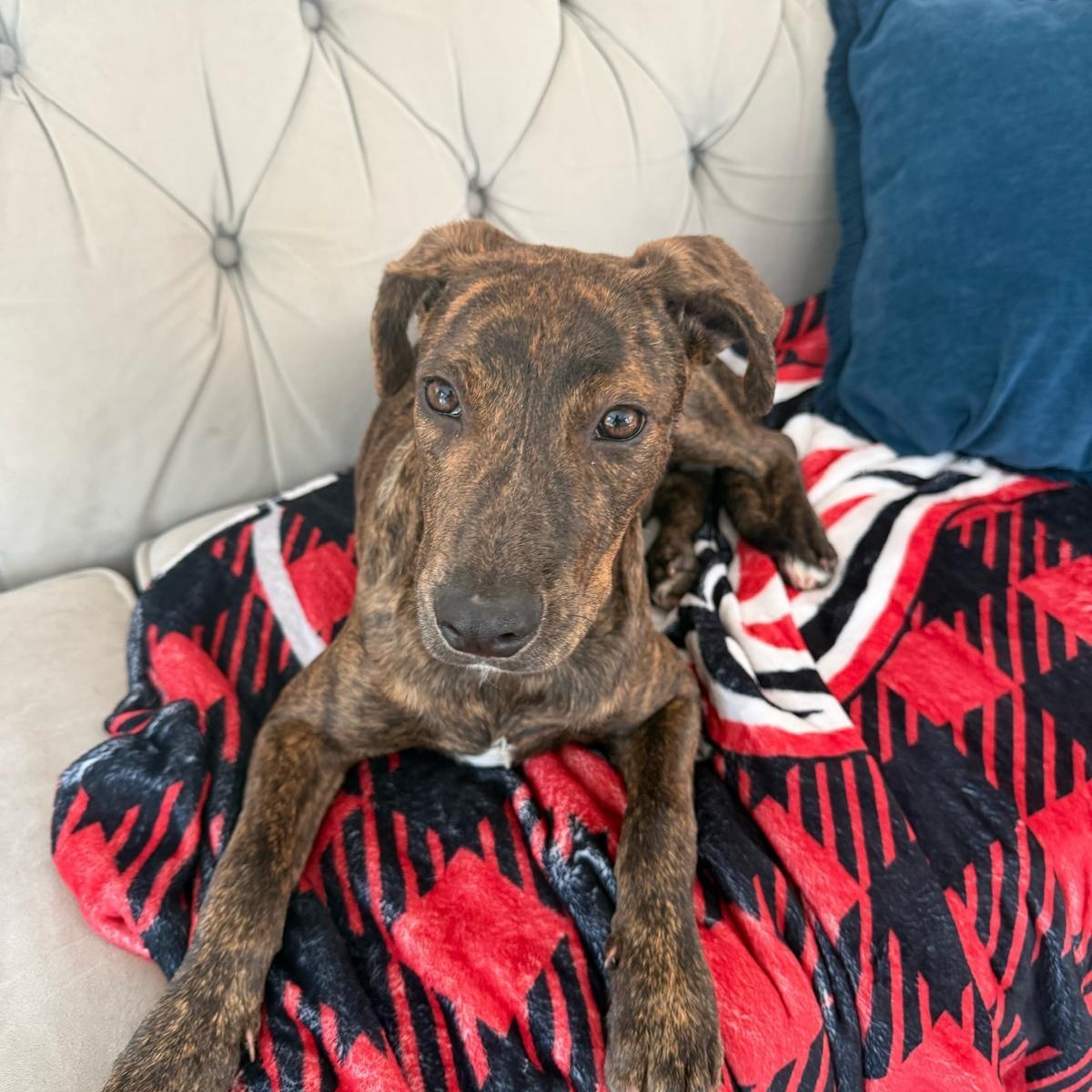 Enlarge Rusty, a Adoptable Mixed Breed in Weymouth, MA image 4/6