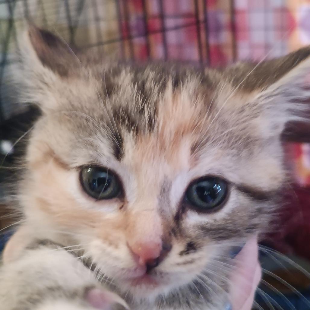 Hazel, Adoptable, Kitten Female Domestic Short Hair.