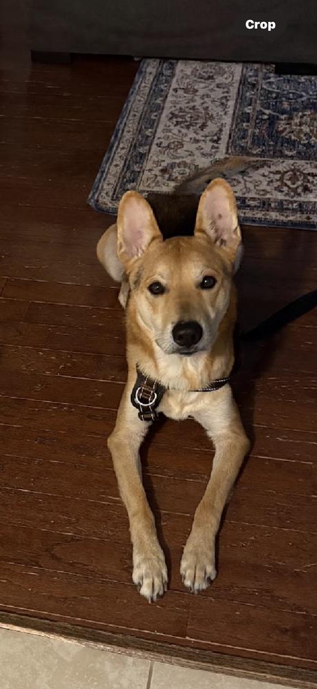 Pico, Adoptable, Adult Male German Shepherd Dog.