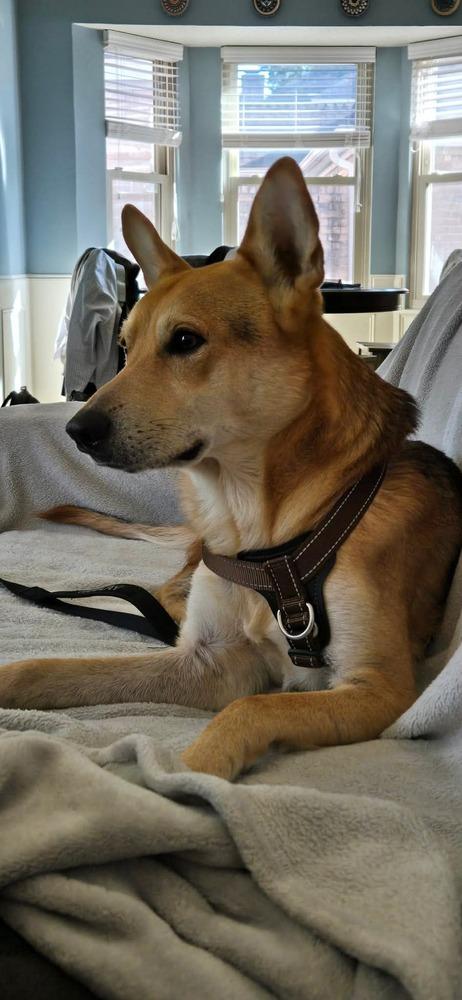 Enlarge Pico, a Adoptable mixed breed in Sealy, TX image 2/6