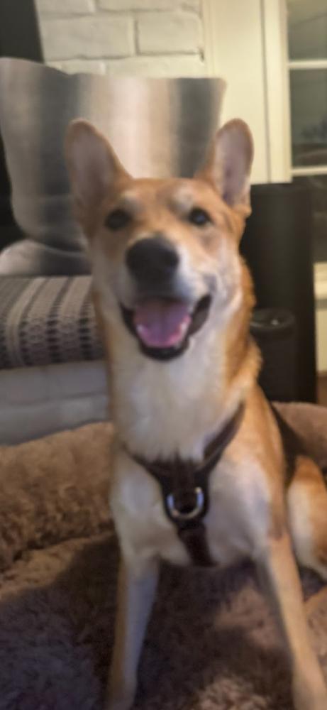 Enlarge Pico, a Adoptable mixed breed in Sealy, TX image 3/6