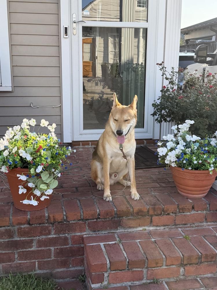 Enlarge Pico, a Adoptable mixed breed in Sealy, TX image 3/6