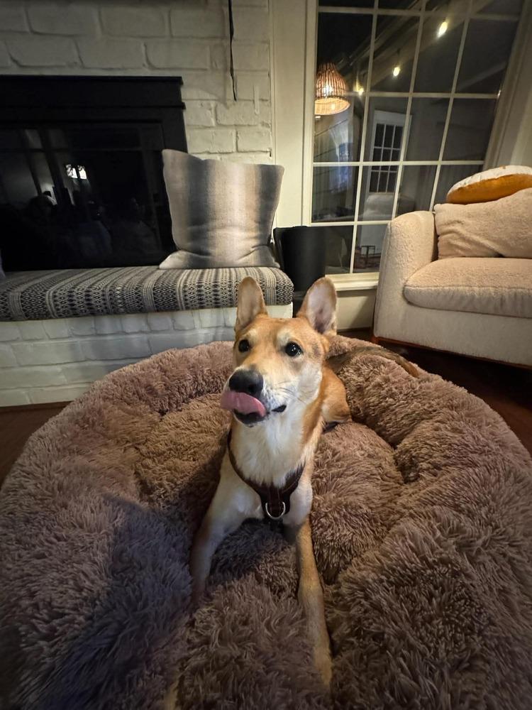 Enlarge Pico, a Adoptable mixed breed in Sealy, TX image 4/6