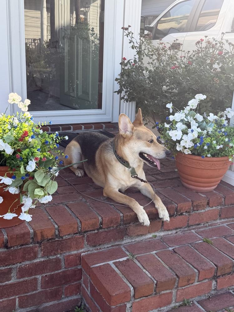 Enlarge Pico, a Adoptable mixed breed in Sealy, TX image 5/6