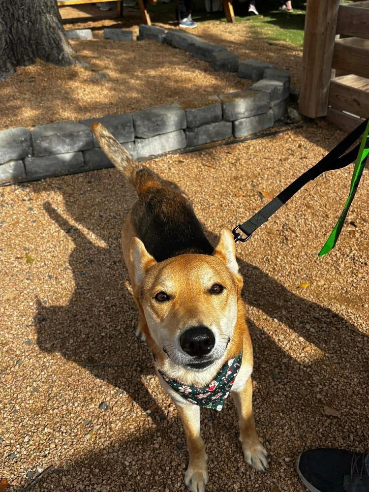 Enlarge Pico, a Adoptable mixed breed in Sealy, TX image 5/6