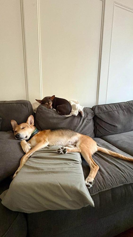 Enlarge Pico, a Adoptable mixed breed in Sealy, TX image 6/6