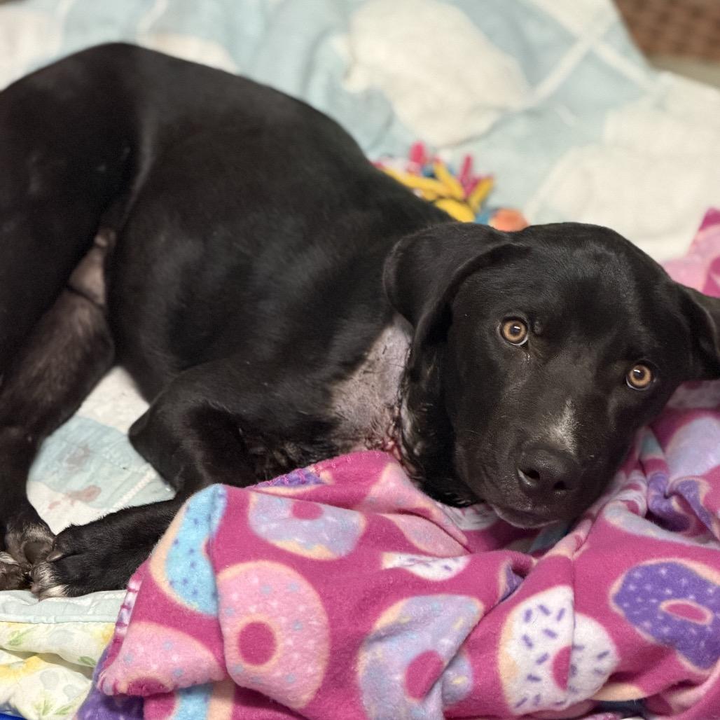 Frank, Adoptable, Young Male Mixed Breed.