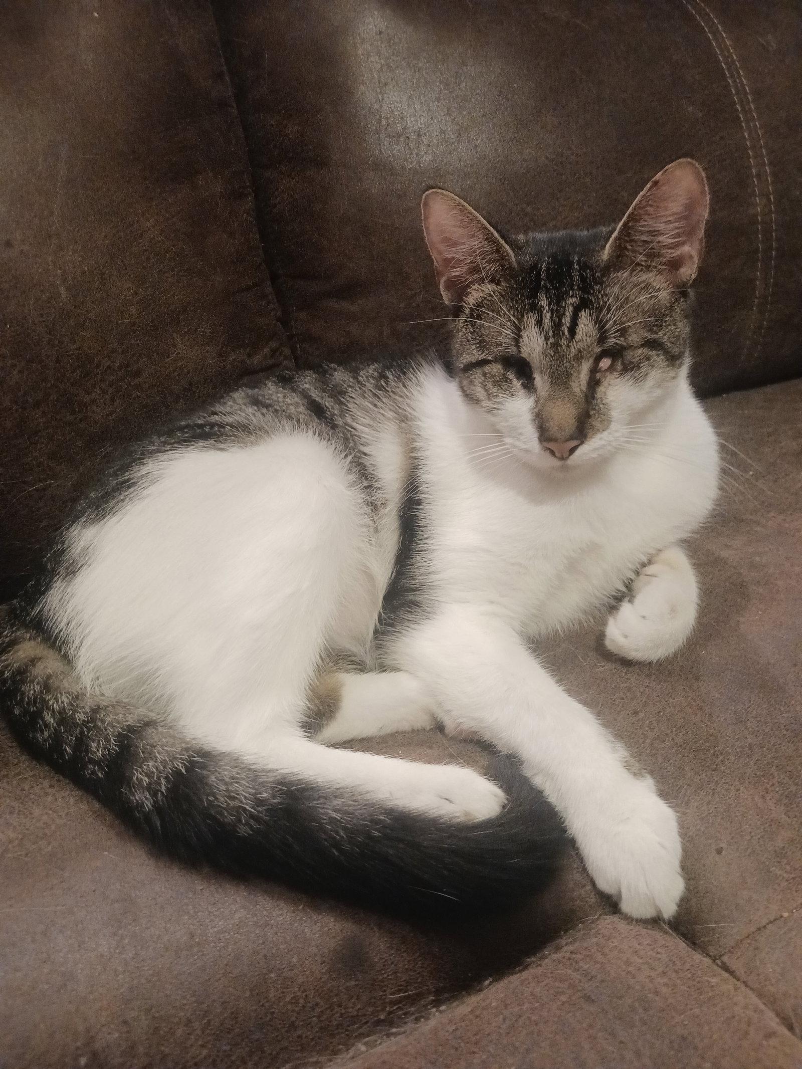 Cloves (3403), Adoptable, Adult Male Tabby.
