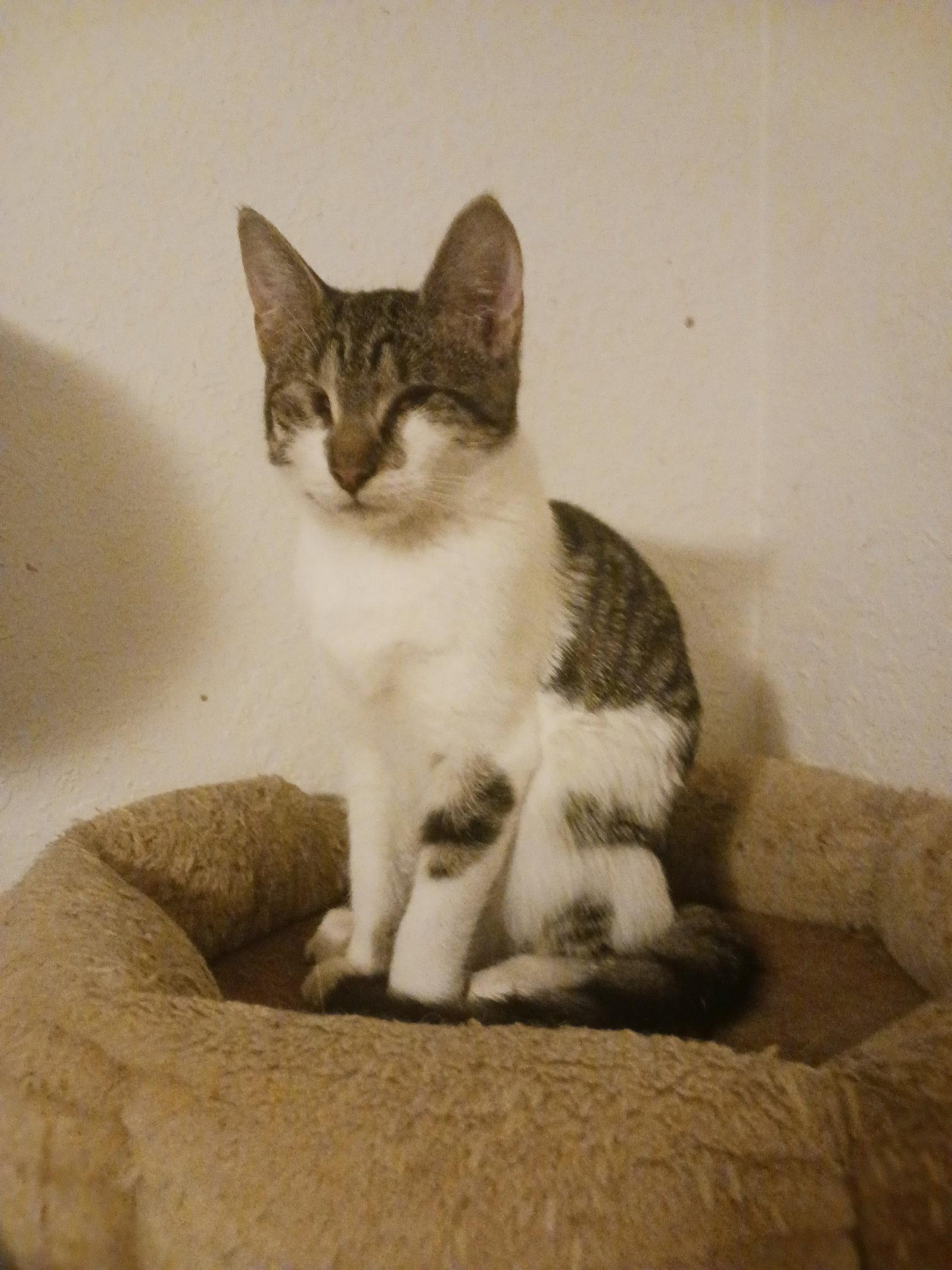 Enlarge Cloves (3403), a Adoptable Tabby in Wesley Chapel, FL image 1/1