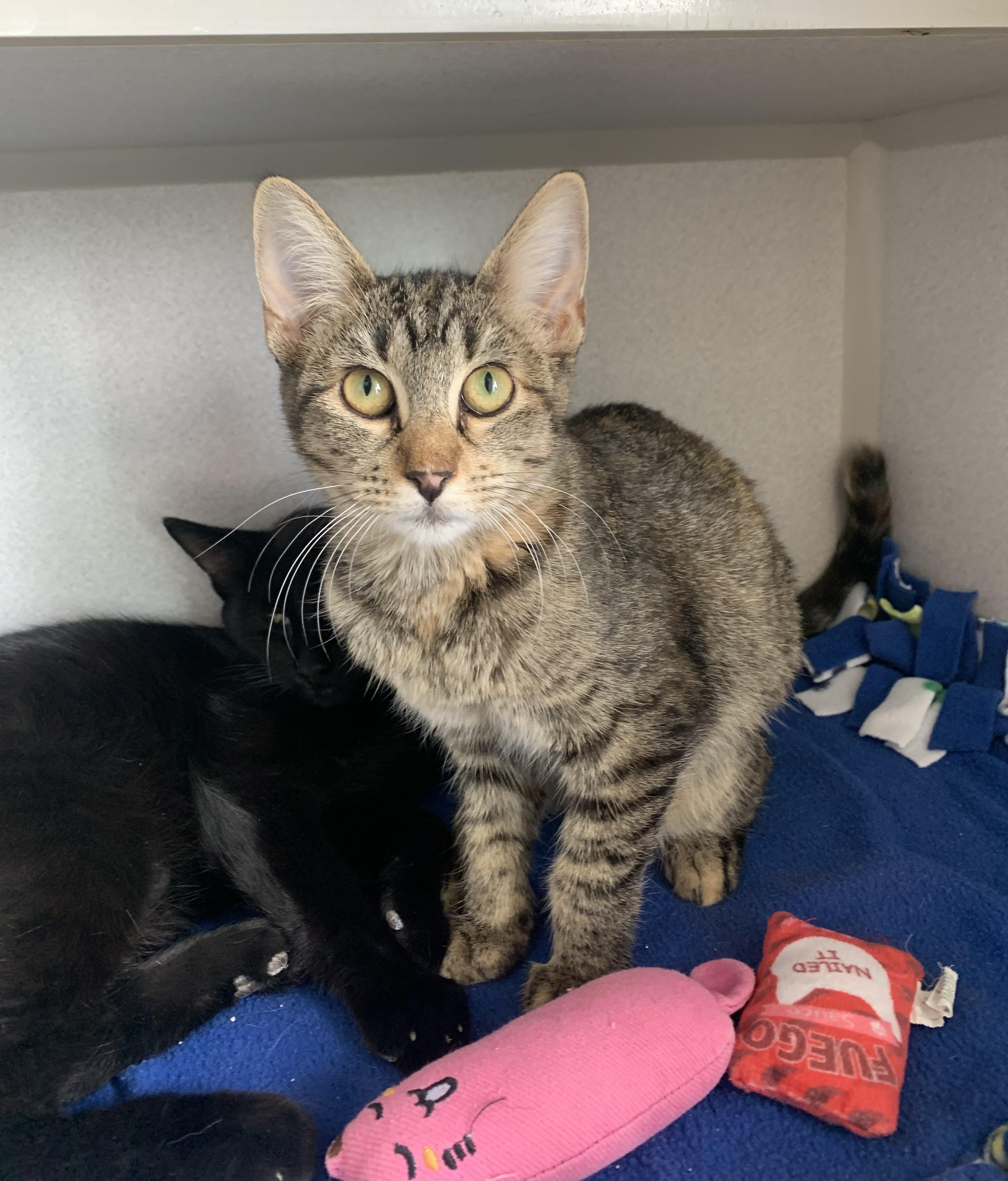 Pear, Adoptable, Young Female Domestic Short Hair.