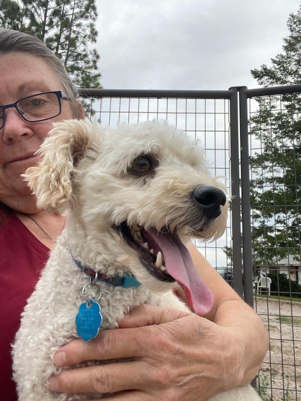 Rico, an adopted Bichon Frise in Polson, MT image 3/3