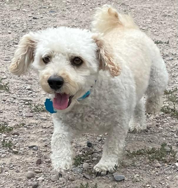 Rico, an adopted Bichon Frise in Polson, MT image 2/3