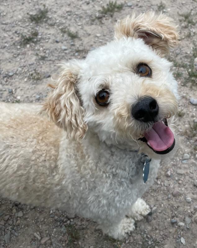Rico, an adopted Bichon Frise in Polson, MT image 1/3