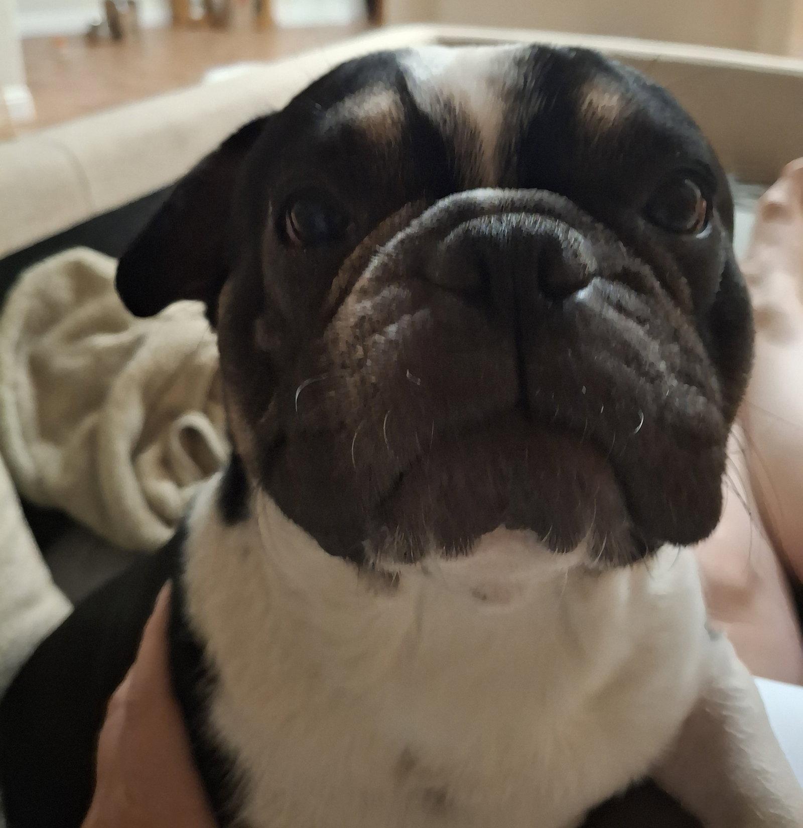 Jordy, Adopted, Young Male French Bulldog.
