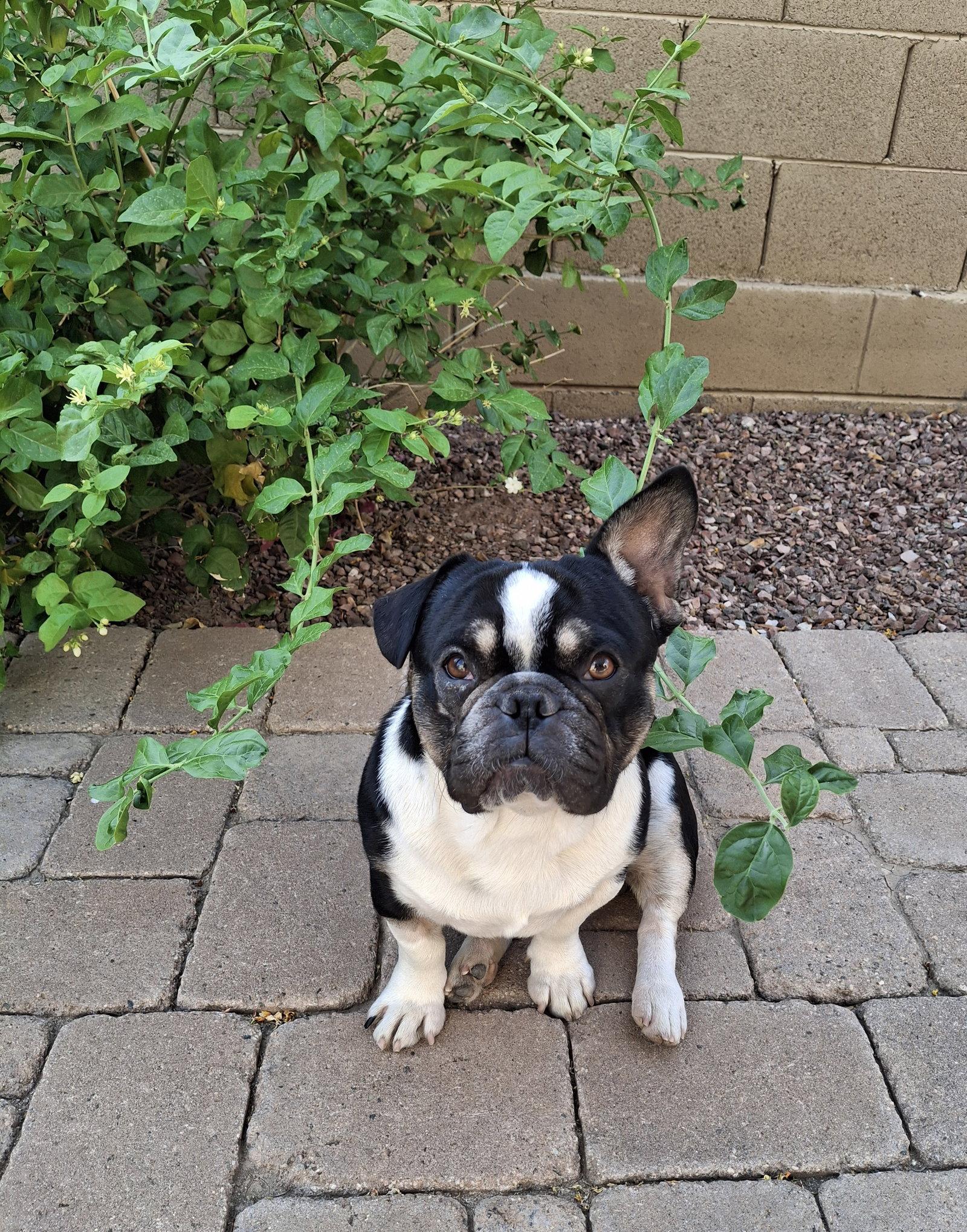 Enlarge Jordy, a Adopted French Bulldog in Buckeye, AZ image 2/3