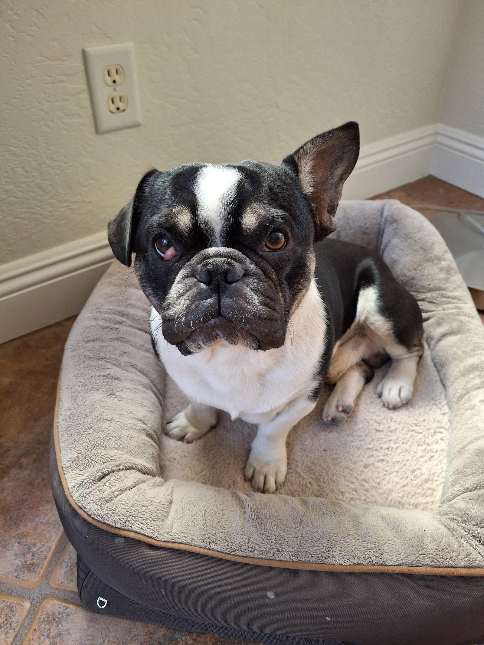 Enlarge Jordy, a Adoptable French Bulldog in Buckeye, AZ image 1/3
