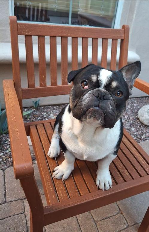 Enlarge Jordy, a Adoptable French Bulldog in Buckeye, AZ image 2/3