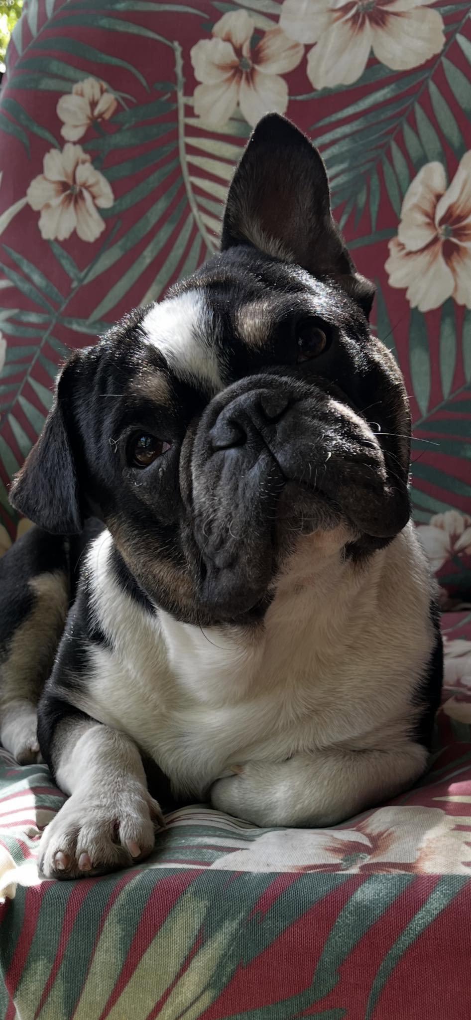 Enlarge Jordy, a Adopted French Bulldog in Buckeye, AZ image 3/3