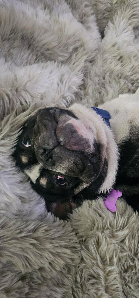 Enlarge Jordy, a Adoptable French Bulldog in Buckeye, AZ image 3/3