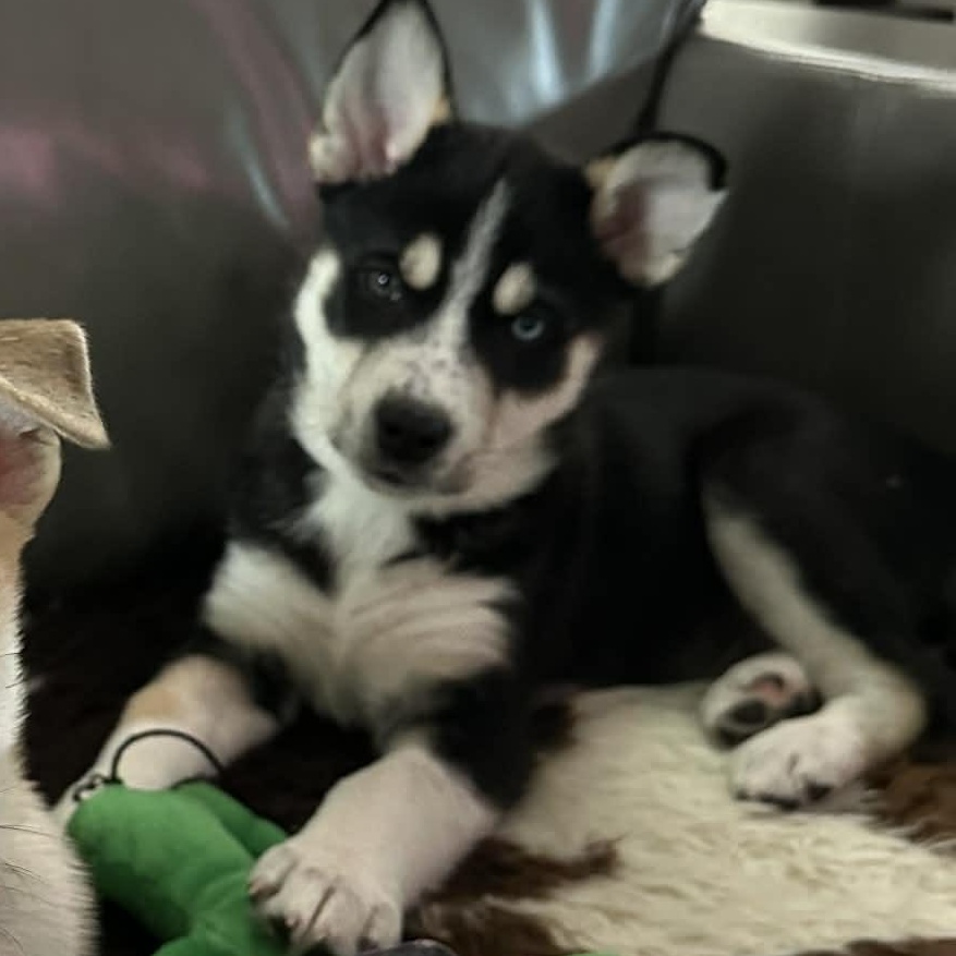 Bear, a ADOPTABLE mixed breed in Rochester, NY image 2/6