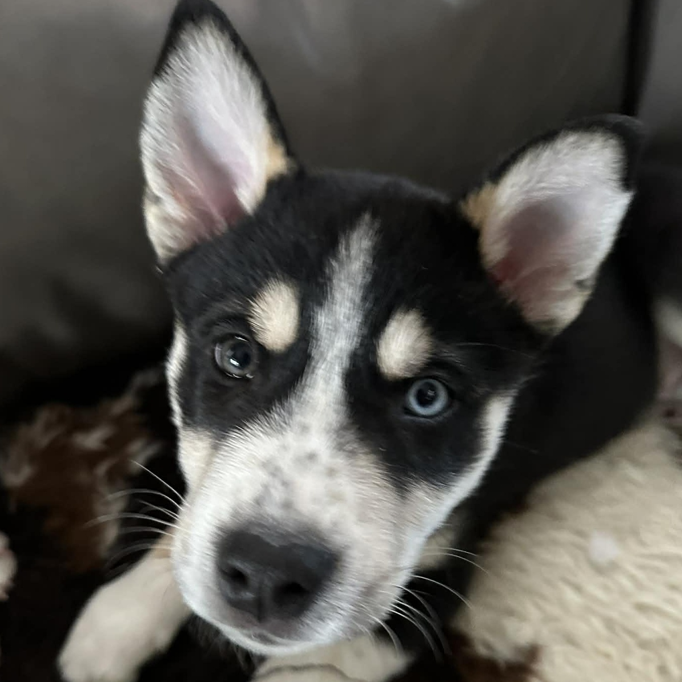 Bear, a ADOPTABLE mixed breed in Rochester, NY image 3/6