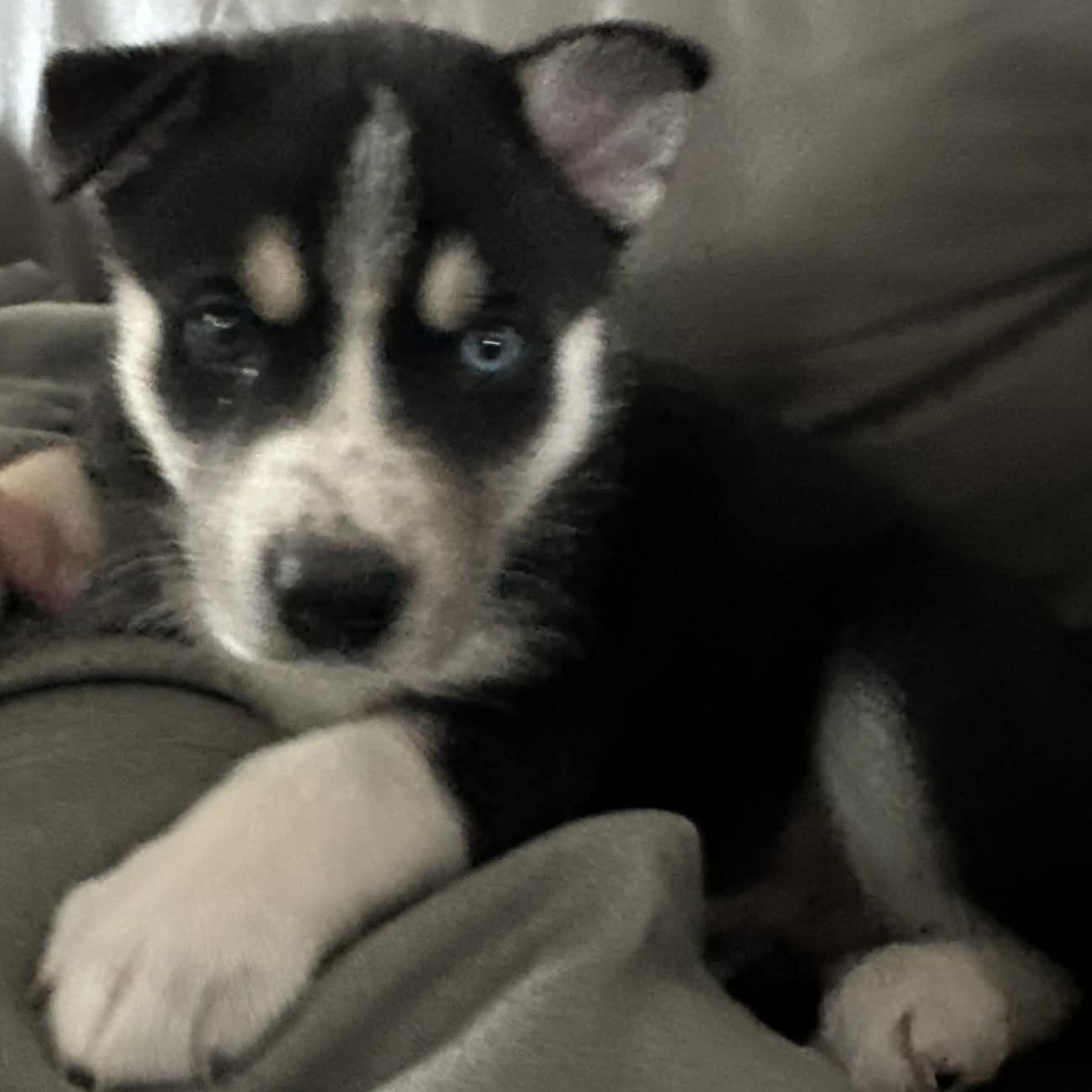 Enlarge Bear, a ADOPTABLE mixed breed in Buffalo, NY image 5/6