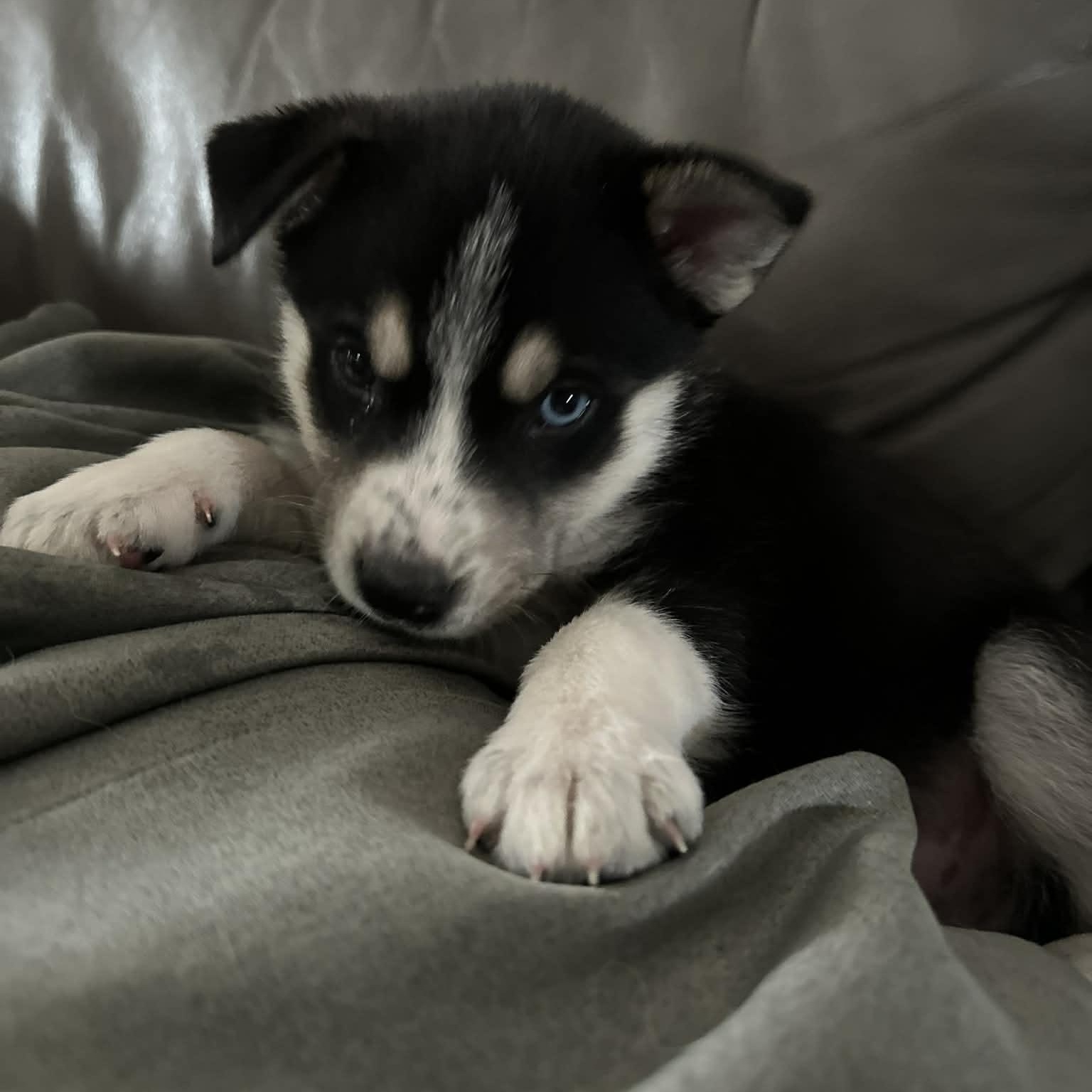 Enlarge Bear, a ADOPTABLE mixed breed in Buffalo, NY image 2/6