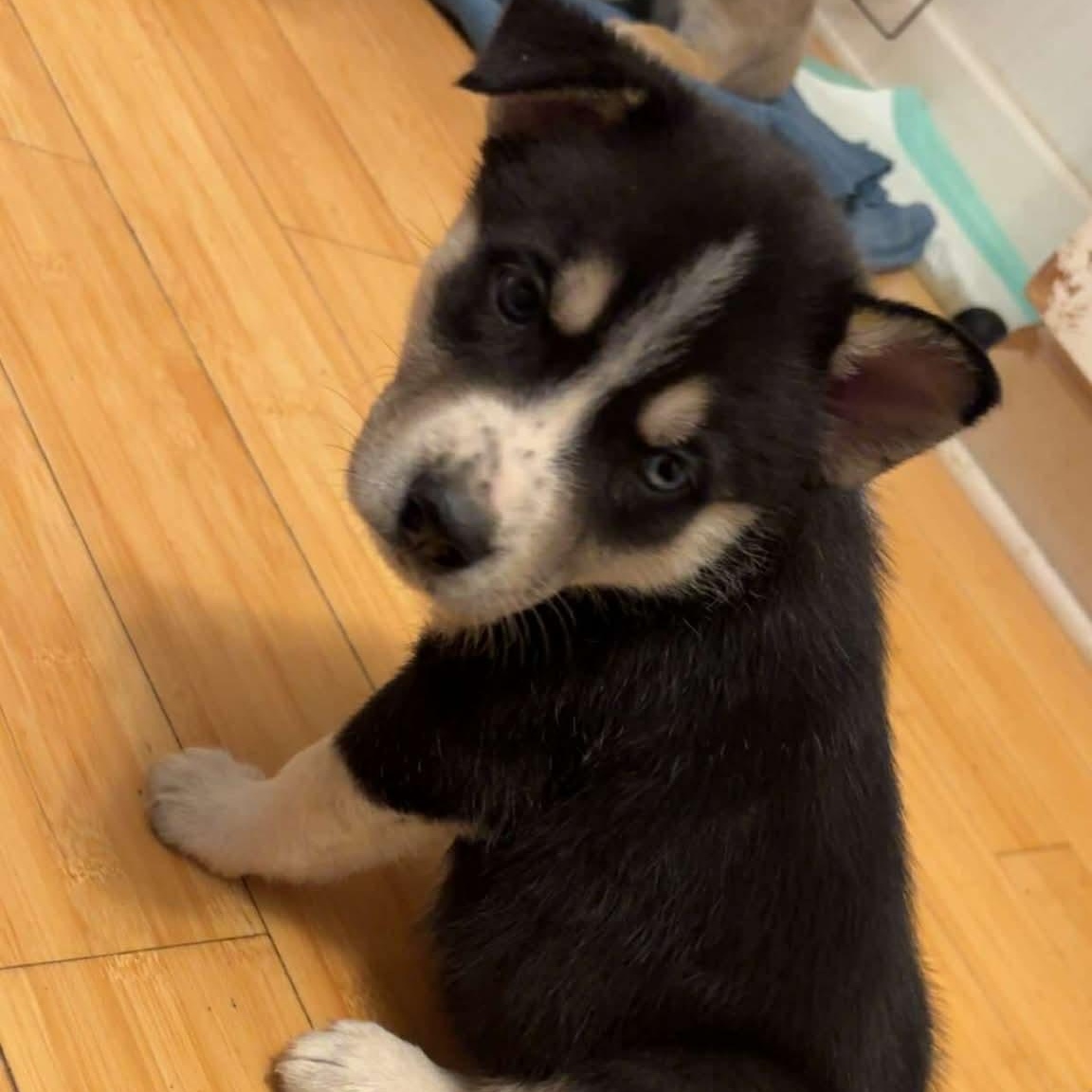 Enlarge Bear, a ADOPTABLE mixed breed in Buffalo, NY image 3/6