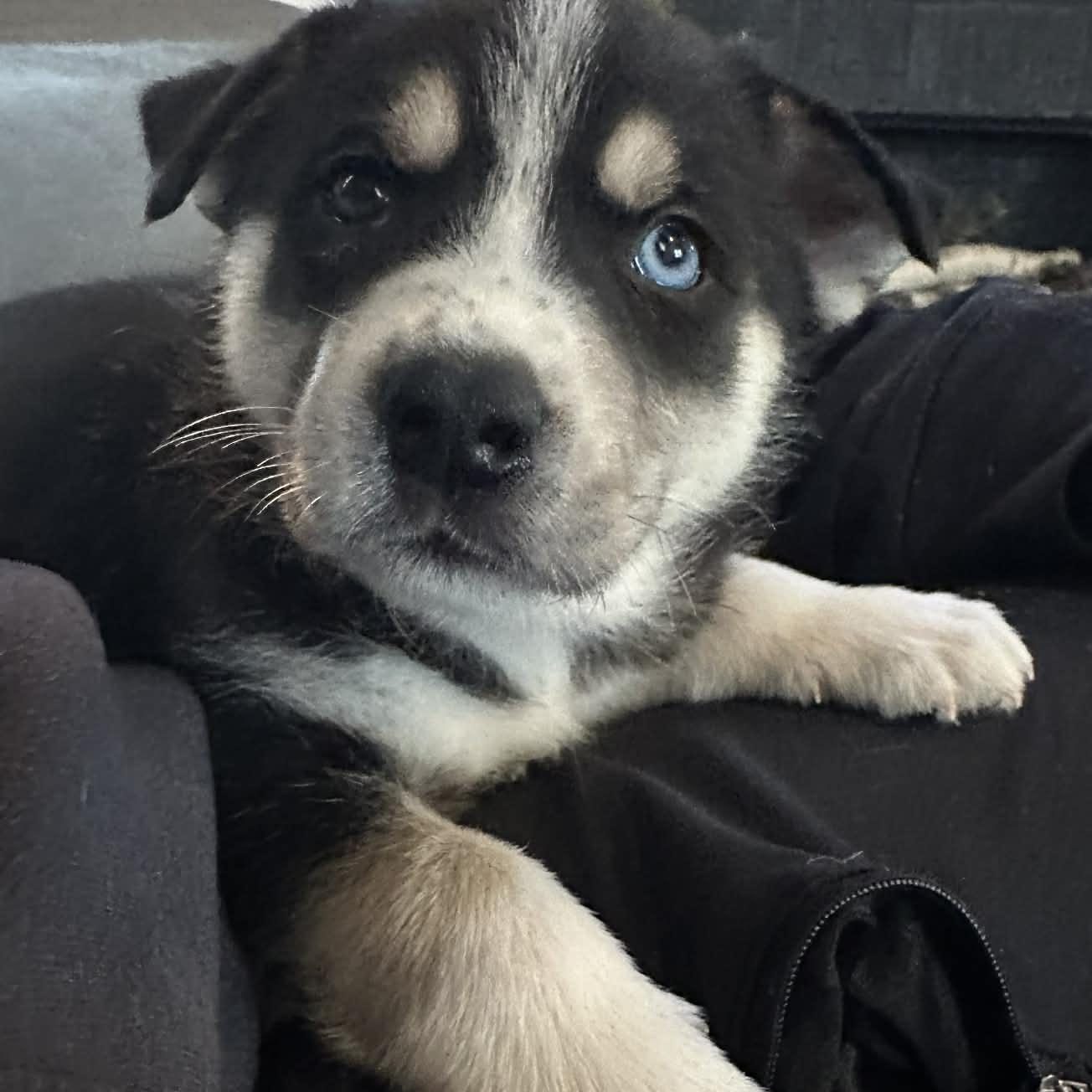 Bear, ADOPTABLE, Puppy Male Husky & Cattle Dog.