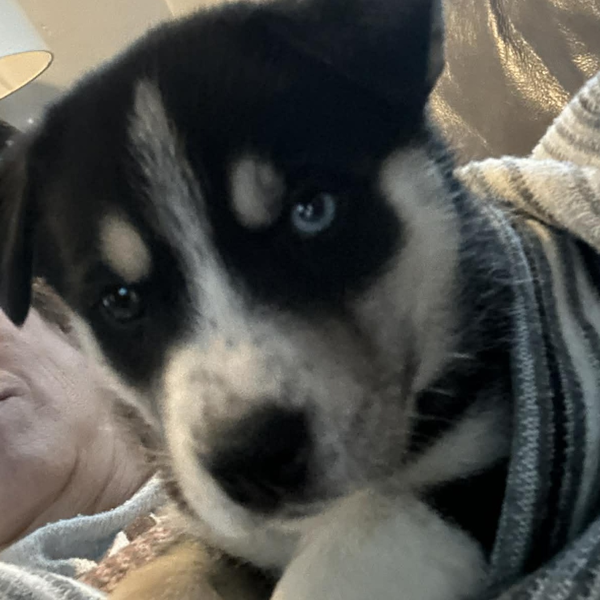 Enlarge Bear, a ADOPTABLE mixed breed in Buffalo, NY image 6/6