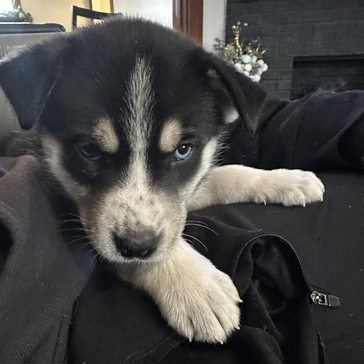 Enlarge Bear, a ADOPTABLE mixed breed in Buffalo, NY image 4/6