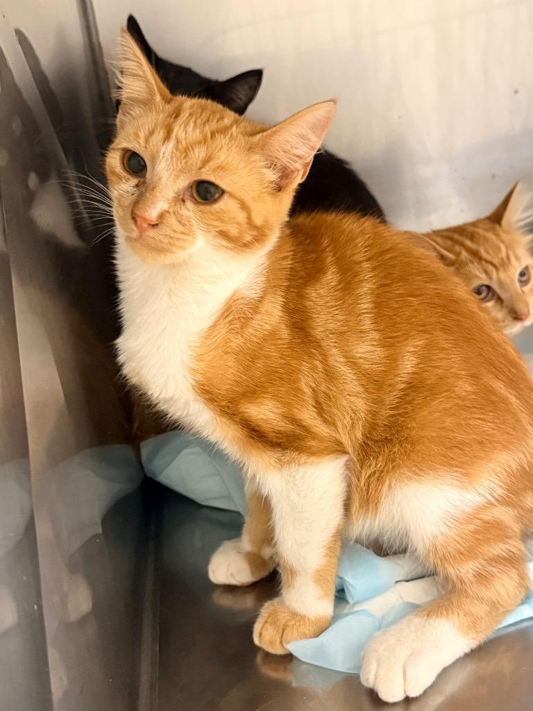 Dorito, Adoptable, Kitten Male Domestic Short Hair.