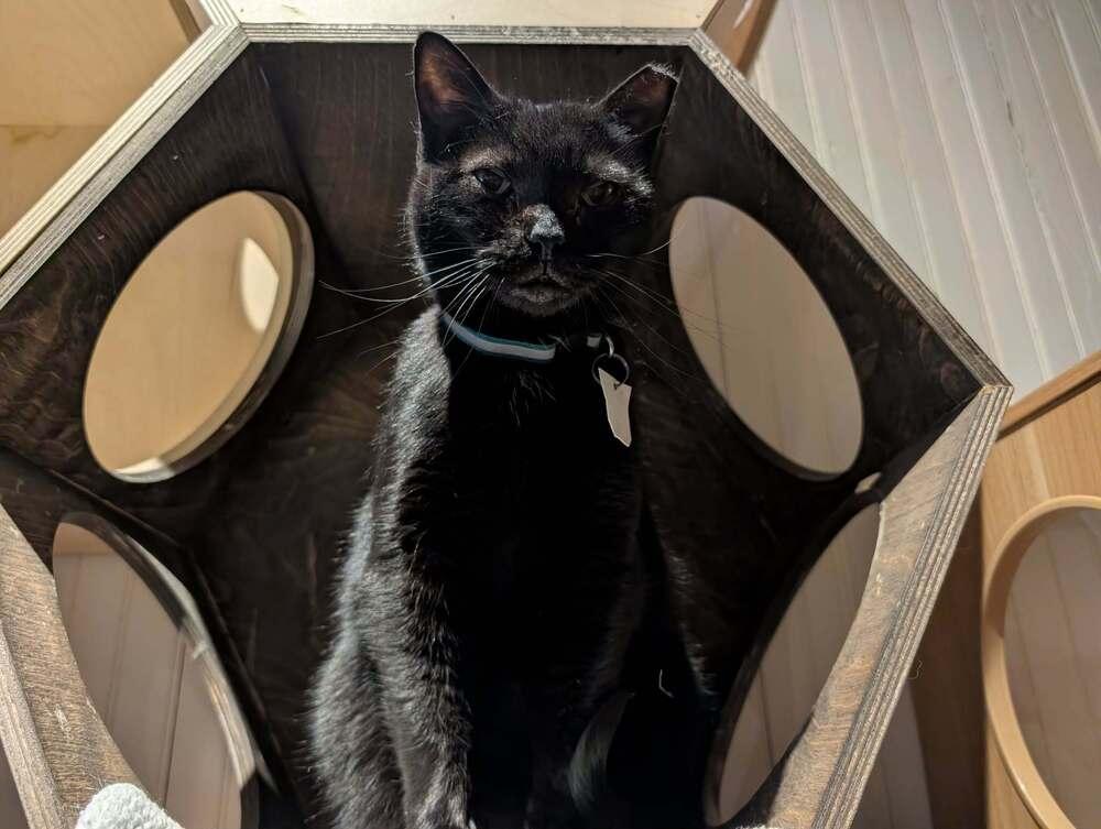 Inky, Adoptable, Adult Female Domestic Short Hair.
