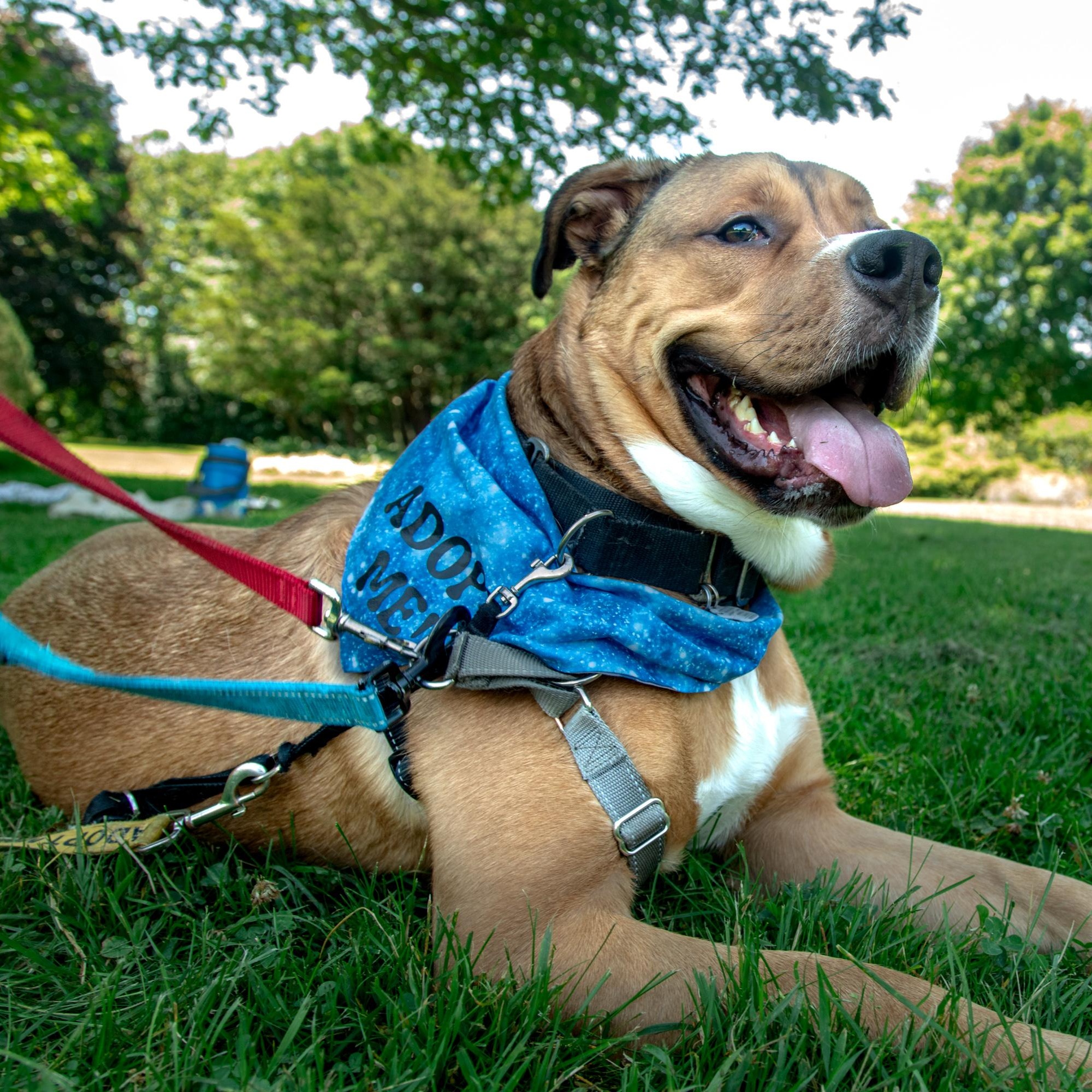 Kyle, a ADOPTABLE Mixed Breed in Mississauga, ON image 5/6