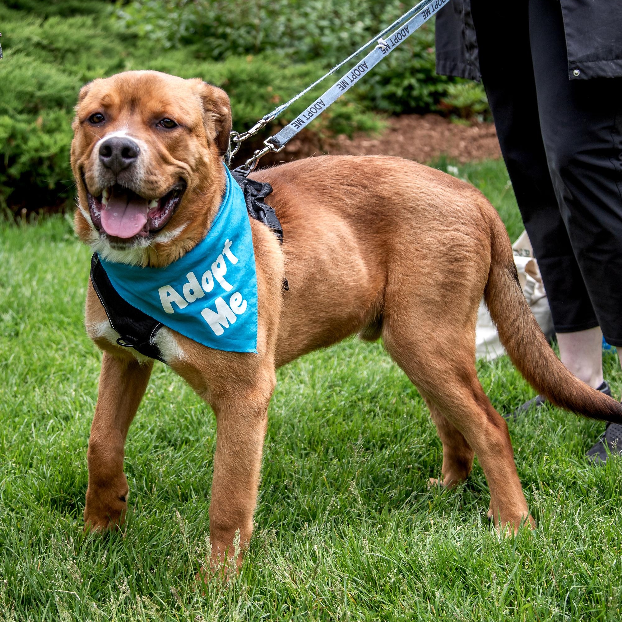 Kyle, a ADOPTABLE Mixed Breed in Mississauga, ON image 3/6