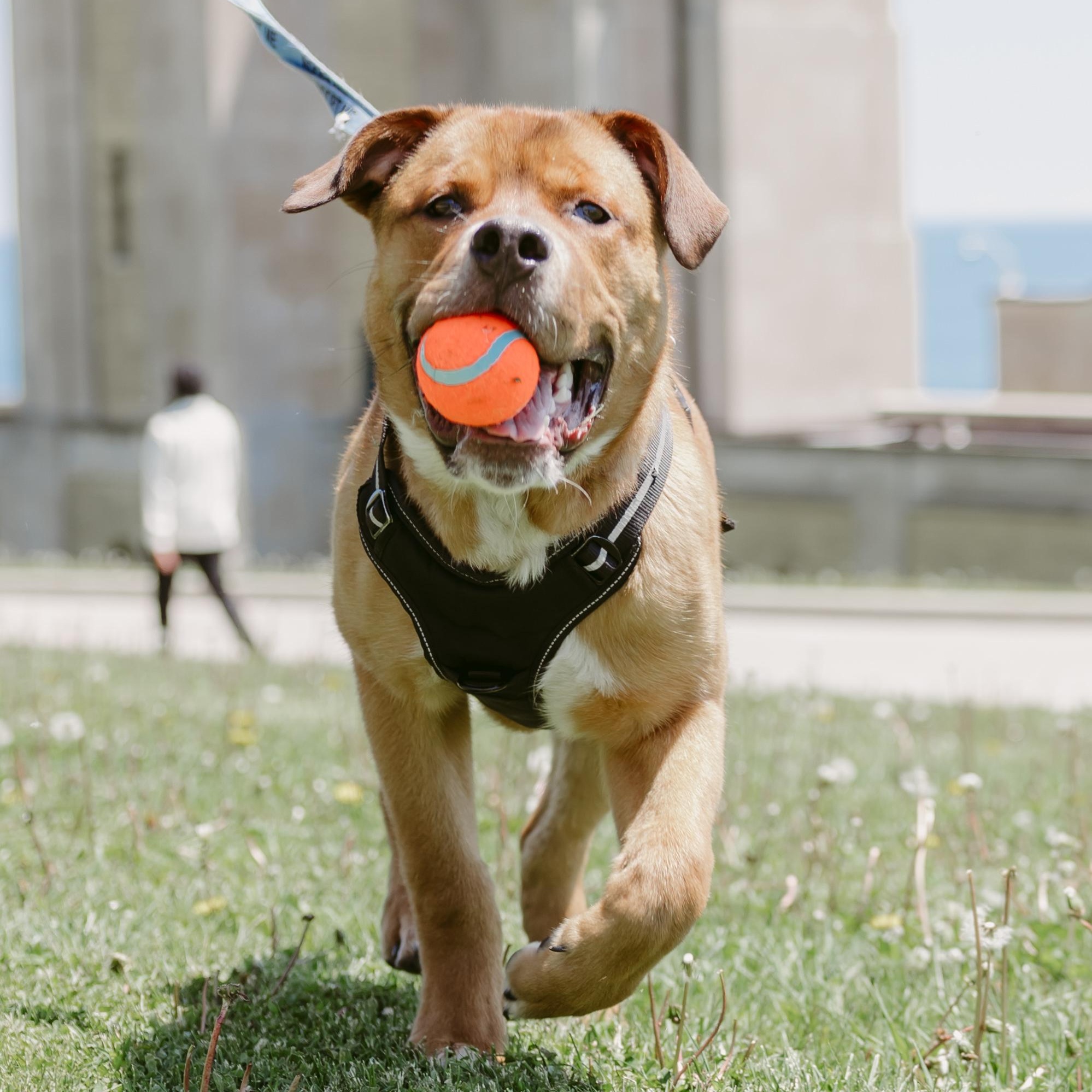 Kyle, a ADOPTABLE Mixed Breed in Mississauga, ON image 6/6